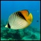 Butterflyfish